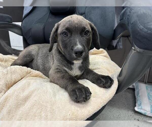 Medium Photo #1 American Pit Bull Terrier-Unknown Mix Puppy For Sale in Stockton, CA, USA