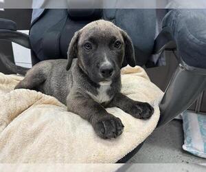 American Pit Bull Terrier-Unknown Mix Dogs for adoption in Stockton, CA, USA