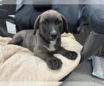 Small American Pit Bull Terrier Mix