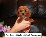 Image preview for Ad Listing. Nickname: Parker