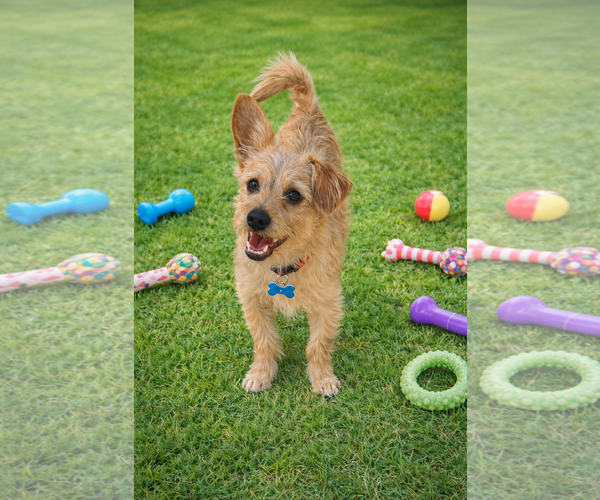 Medium Photo #3 Toxirn Puppy For Sale in Phoenix, AZ, USA