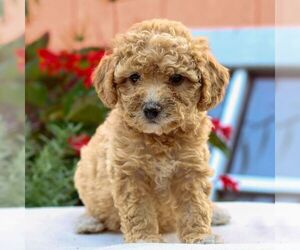 Poodle (Miniature) Puppy for sale in HONEY BROOK, PA, USA