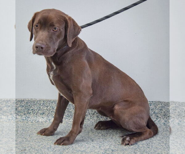 Medium Photo #4 - Mix Puppy For Sale in Huntley, IL, USA