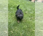 Small Photo #13 Aussiedoodle Miniature  Puppy For Sale in COMMERCE, MI, USA