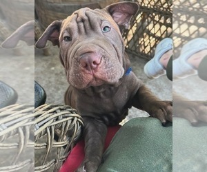 Father of the Bulldog puppies born on 02/24/2025