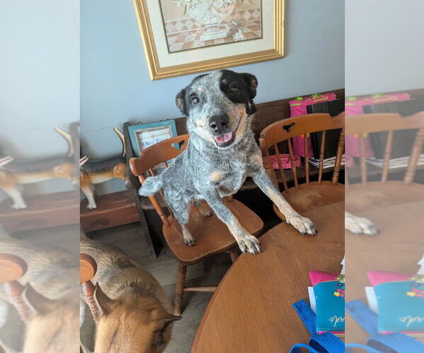 Medium Photo #1 Mutt Puppy For Sale in garner, NC, USA