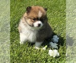 Small #8 Pomeranian