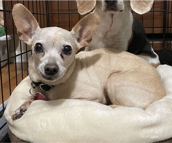 Medium Photo #4 Chihuahua Puppy For Sale in Denton, TX, USA