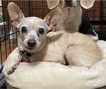 Small #3 Chihuahua
