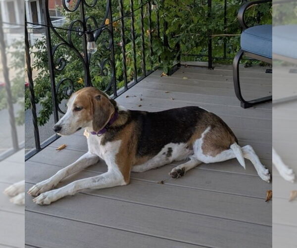 Medium Photo #5 Treeing Walker Coonhound-Unknown Mix Puppy For Sale in Boston, MA, USA