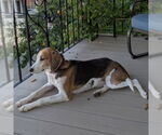 Small #4 Treeing Walker Coonhound Mix