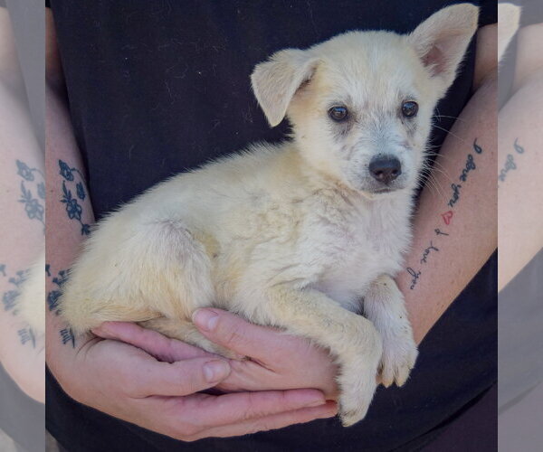 Medium Photo #2 Gerberian Shepsky Puppy For Sale in Huntley, IL, USA