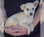 Small #1 Gerberian Shepsky