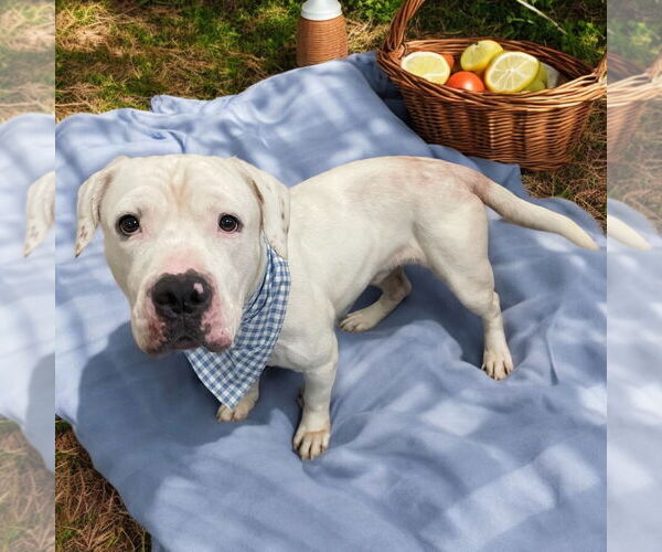 Medium Photo #8 American Bulldog Puppy For Sale in Lexington, SC, USA