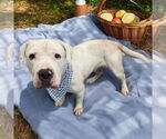 Small #7 American Bulldog