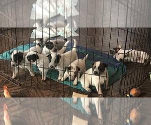 Australian Cattle Dog Puppy for sale in RAEFORD, NC, USA