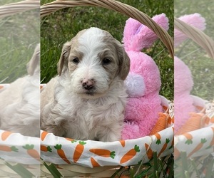 Aussiedoodle Puppy for Sale in WAYNESBORO, Tennessee USA