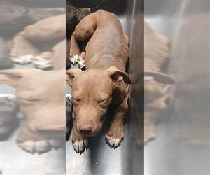 American Pit Bull Terrier Dogs for adoption in Bakersfield, CA, USA