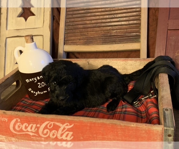 Medium Photo #1 Australian Shepherd-Bernedoodle Mix Puppy For Sale in WEST LIBERTY, KY, USA
