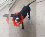 Small #4 American Pit Bull Terrier