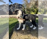 Puppy Cupid Border Collie