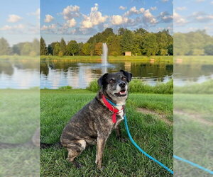 Ollie (Noah) Alabama - Male Beagle-Unknown Mix Dog for Adoption - Photo #10