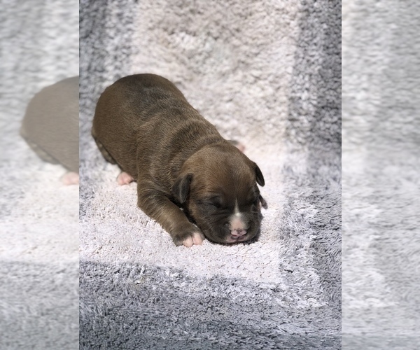 Medium Photo #1 American Bully Puppy For Sale in OPELOUSAS, LA, USA