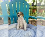 Small #1 Mutt