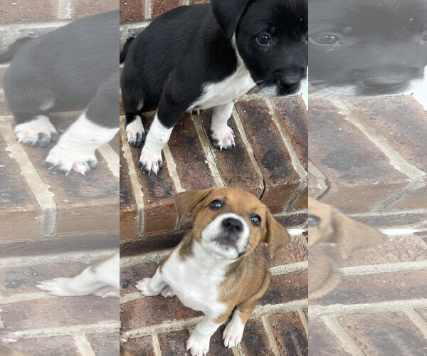 Medium Photo #3 Labbe Puppy For Sale in Oakhurst, NJ, USA