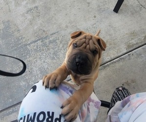 Chinese Shar-Pei Puppy for sale in HIGHLAND, CA, USA