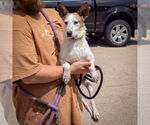 Small #2 Basenji-Red Heeler Mix