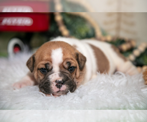 Medium Photo #2 Beabull Puppy For Sale in FRESNO, OH, USA