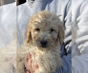 Poodle (Standard) Puppy for sale in FYFFE, AL, USA