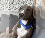 Small #3 American Pit Bull Terrier-Labrador Retriever Mix