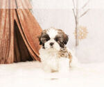 Small Photo #2 Shih Tzu Puppy For Sale in WARSAW, IN, USA