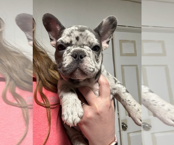 Medium Photo #50 French Bulldog Puppy For Sale in FOUNTAIN CITY, IN, USA