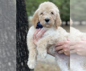 Sheepadoodle Puppy for Sale in DENISON, Texas USA