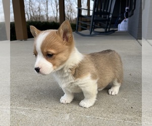 Pembroke Welsh Corgi Puppy for sale in FRANKLIN, IN, USA