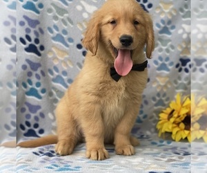 Golden Retriever Puppy for sale in LANCASTER, PA, USA