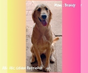 Mother of the Golden Retriever puppies born on 11/25/2025