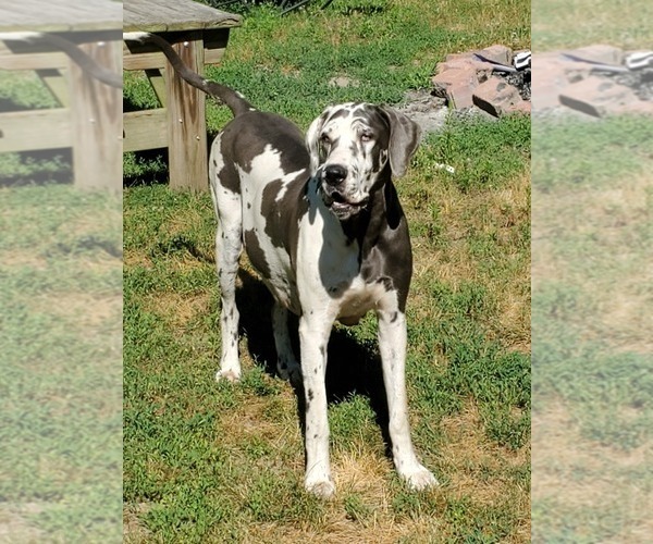 Medium Photo #1 Great Dane Puppy For Sale in CADILLAC, MI, USA