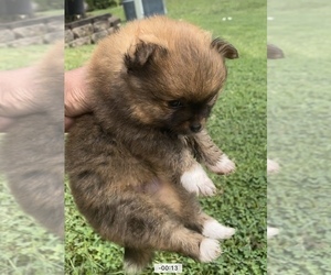 Pomeranian Puppy for sale in BEL AIR, MD, USA