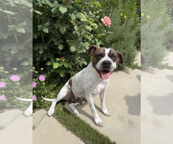 Medium Photo #4 Mutt Puppy For Sale in Studio City, CA, USA