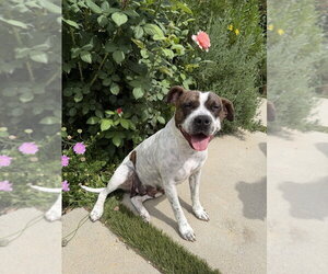 ROKI - Female Mutt Dog for Adoption - Photo #4