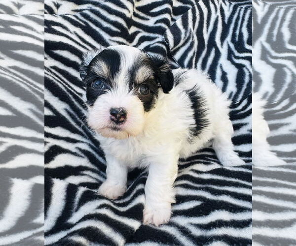 Medium Photo #3 Poodle (Miniature)-Unknown Mix Puppy For Sale in Marina Del Rey, CA, USA