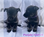 Small Photo #6 German Shepherd Dog Puppy For Sale in KINGWOOD, TX, USA