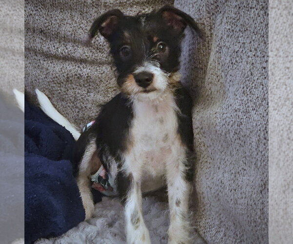 Medium Photo #1 Rattle Puppy For Sale in Atlanta, GA, USA