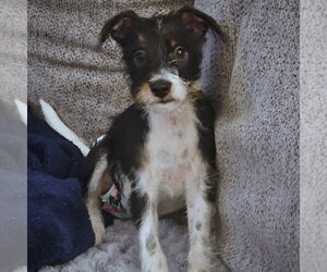 Rattle Dogs for adoption in Atlanta, GA, USA