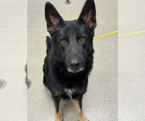 Medium Photo #1 German Shepherd Dog-Unknown Mix Puppy For Sale in Las Vegas, NV, USA
