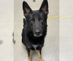 Small German Shepherd Dog Mix